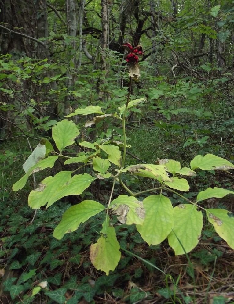 Изображение особи Paeonia caucasica.