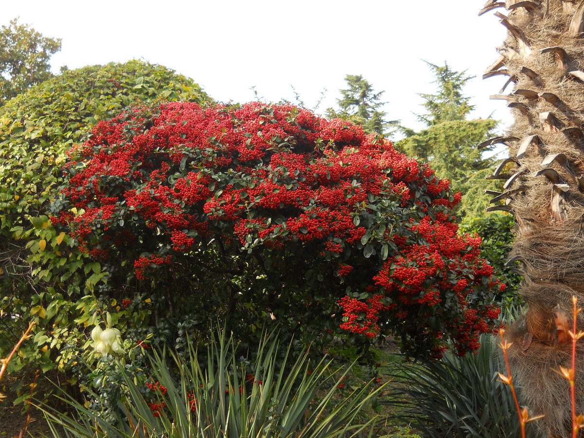 Image of genus Pyracantha specimen.