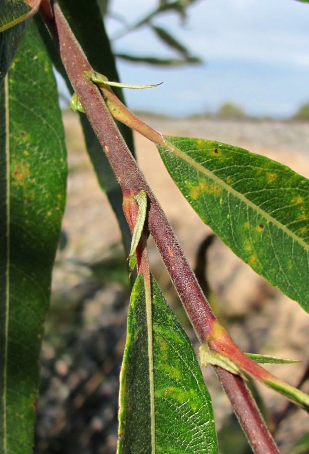 Image of Salix gmelinii specimen.