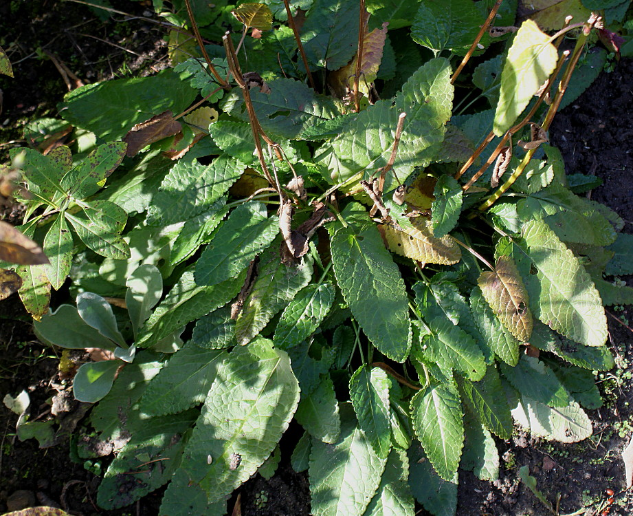 Image of Betonica officinalis specimen.