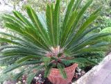 Cycas revoluta. Растение с развивающимися генеративными органами. Монако, Монако-Вилль, возле спуска со Скалы у Океанографического музея. 19.06.2012.