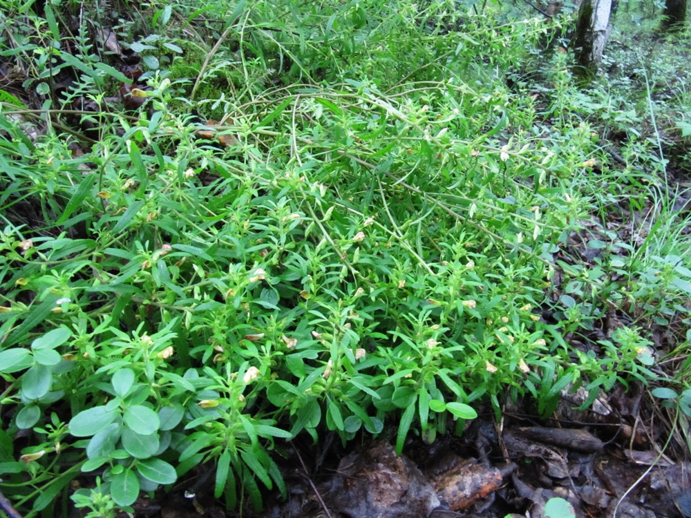 Image of Pedicularis labradorica specimen.