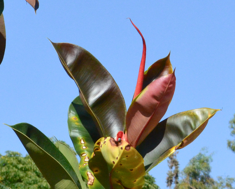 Image of Ficus elastica specimen.