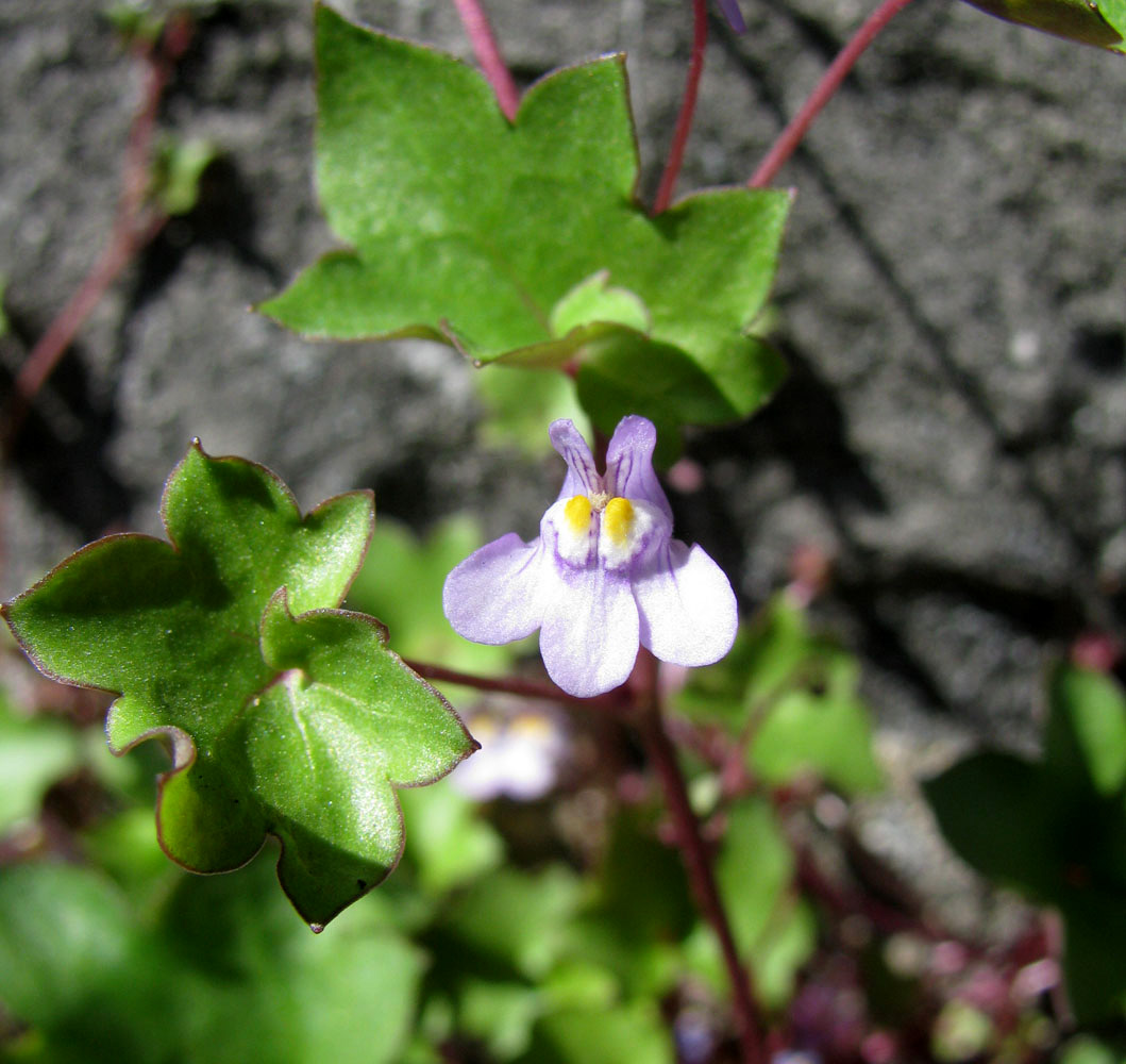 Image of Cymbalaria muralis specimen.