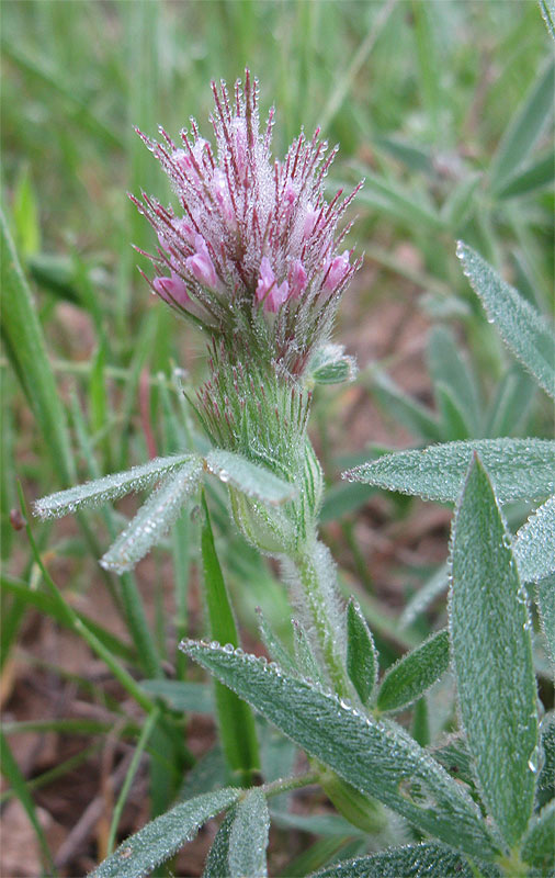 Image of genus Trifolium specimen.