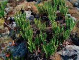 Dryopteris fragrans