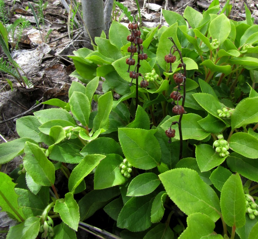 Изображение особи Orthilia secunda.