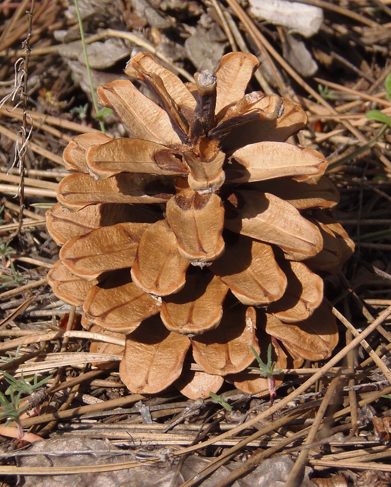 Image of Pinus pallasiana specimen.