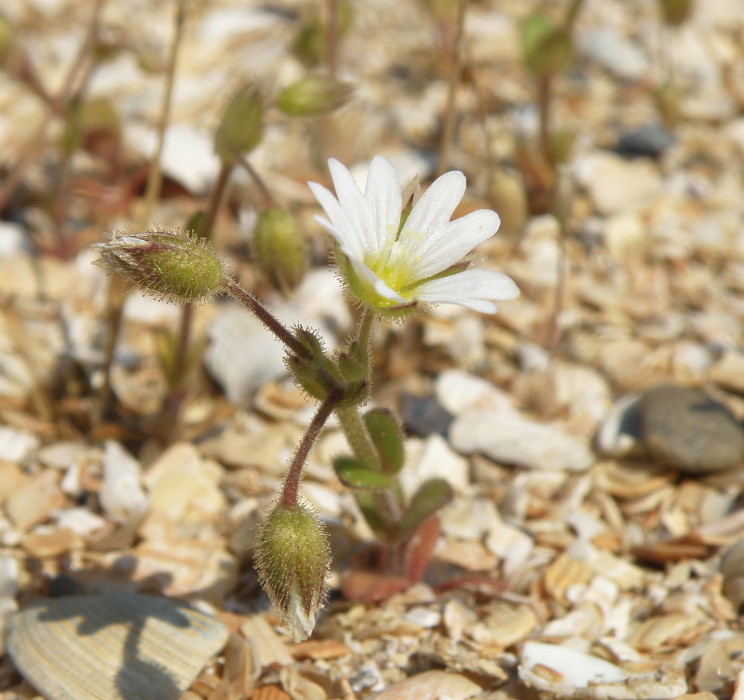 Изображение особи Cerastium glutinosum.