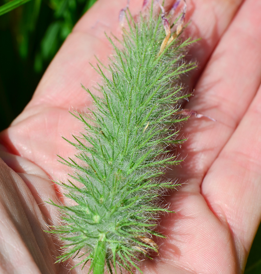 Image of Trifolium purpureum specimen.