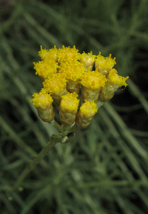 Image of genus Helichrysum specimen.