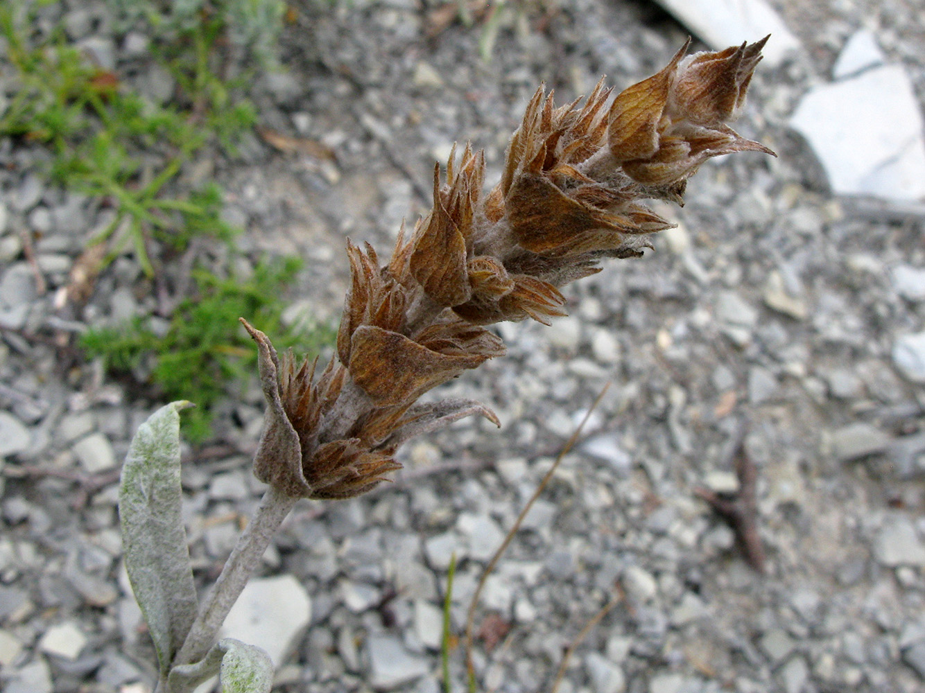 Изображение особи Sideritis euxina.