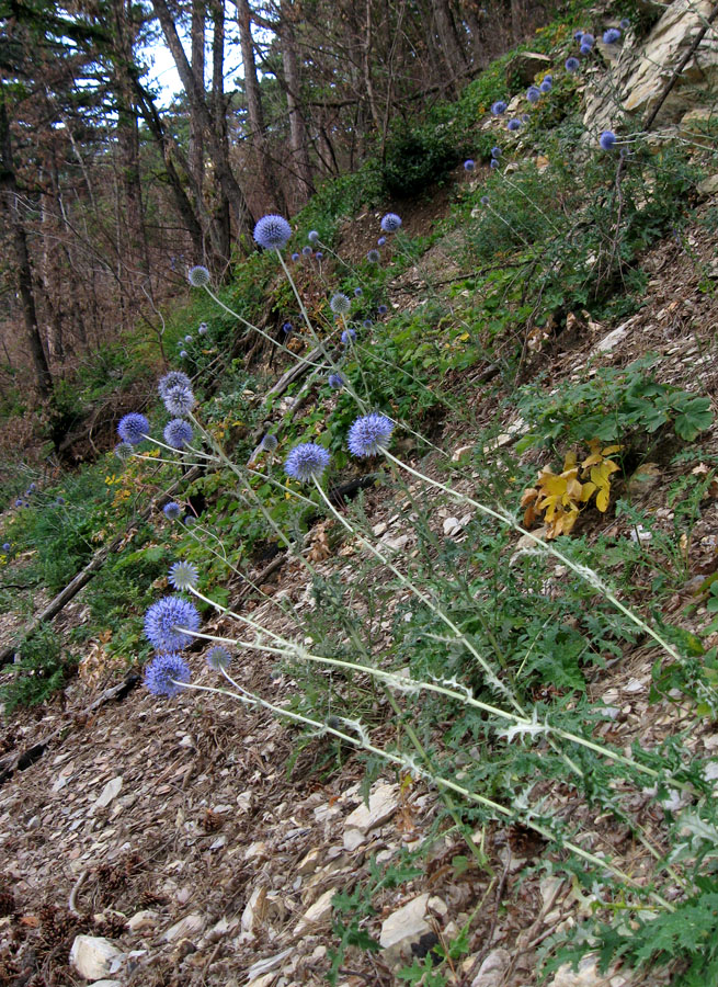 Image of Echinops armatus specimen.