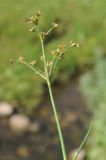 Juncus articulatus