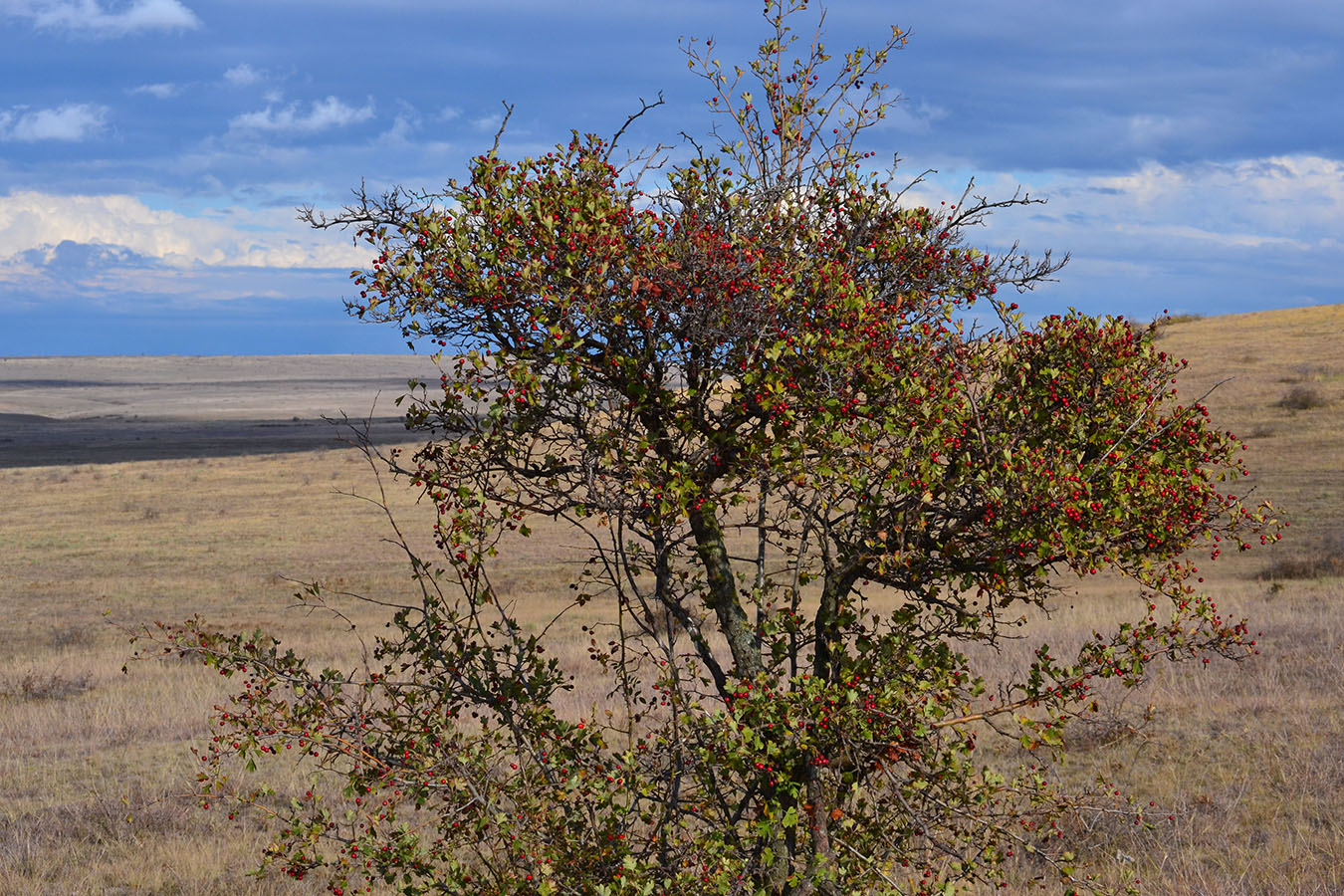 Image of Crataegus dipyrena specimen.