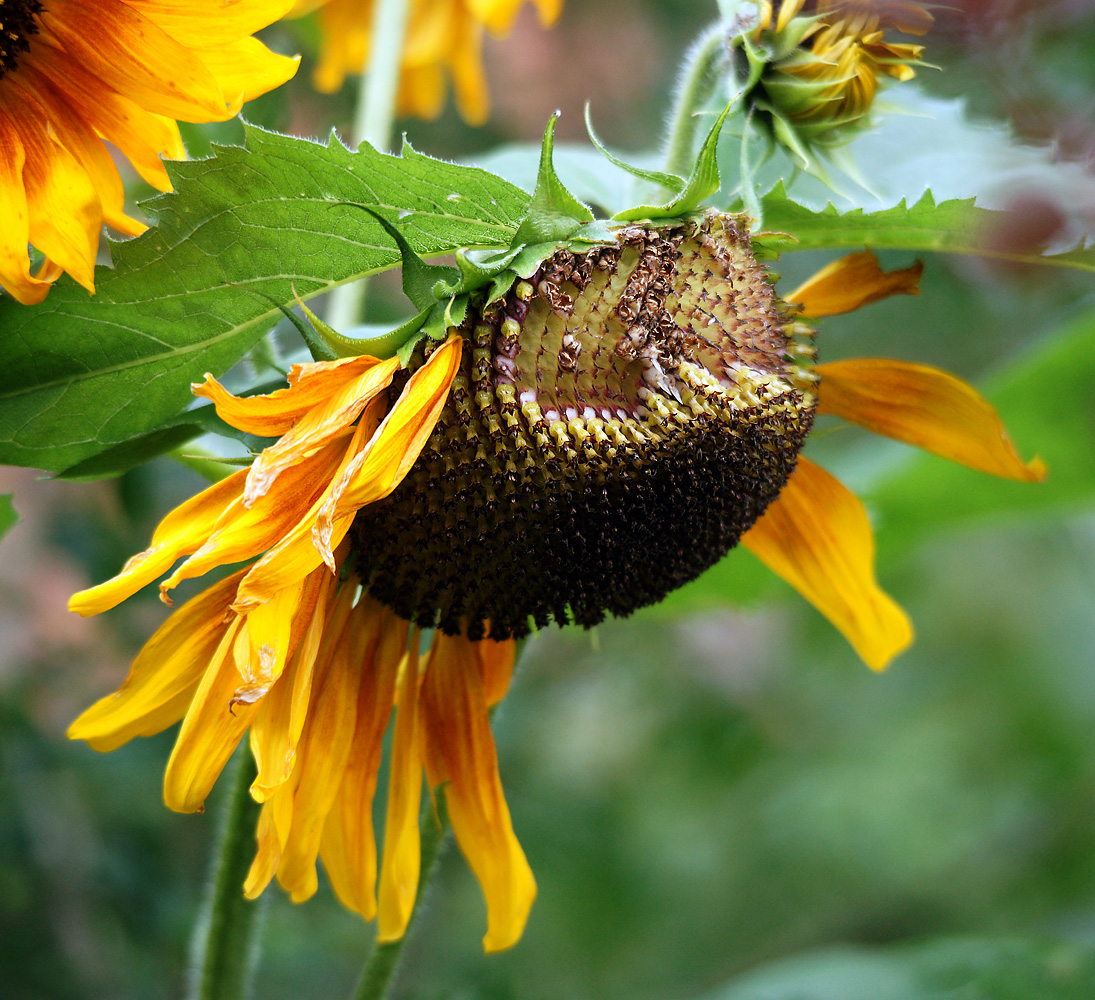 Image of Helianthus annuus specimen.