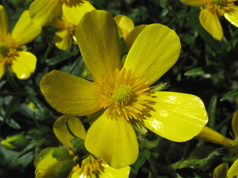 Image of Ranunculus cortusifolius specimen.