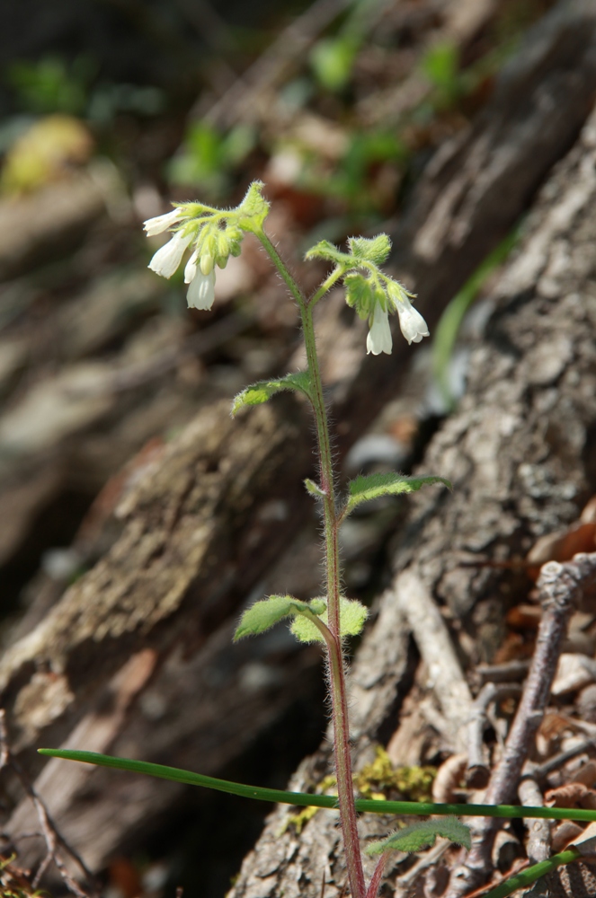 Image of Symphytum tauricum specimen.