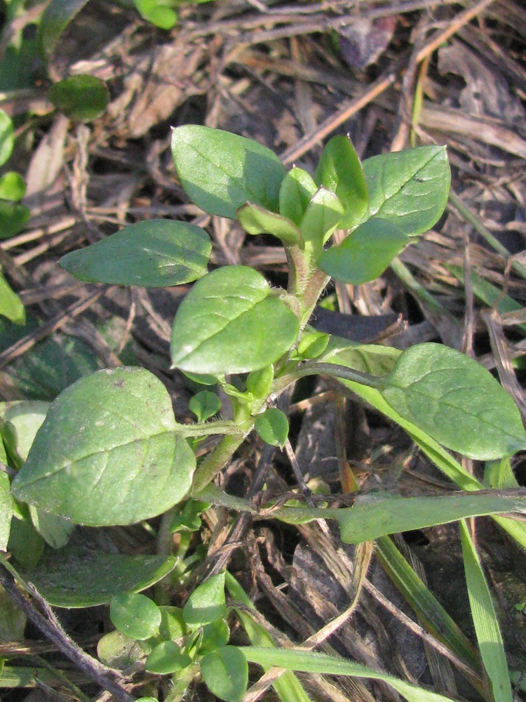 Image of Stellaria media specimen.