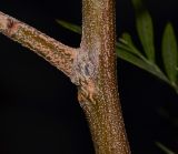 Grevillea banksii