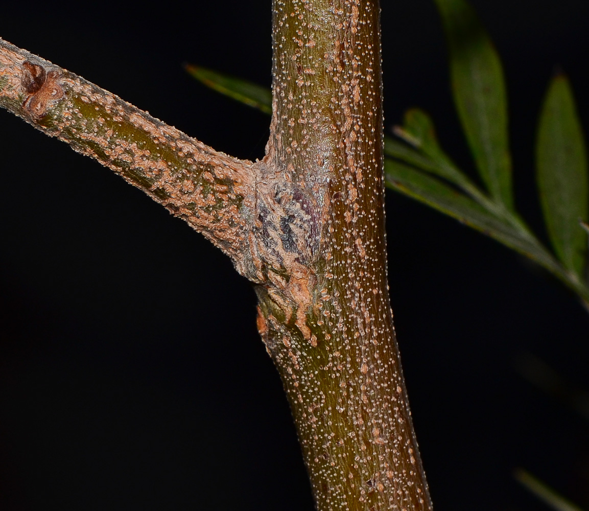 Image of Grevillea banksii specimen.