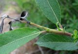 Salix myrsinifolia. Верхушка побега с галлами. Окр. Архангельска, рудеральное местообитание. 25.07.2013.