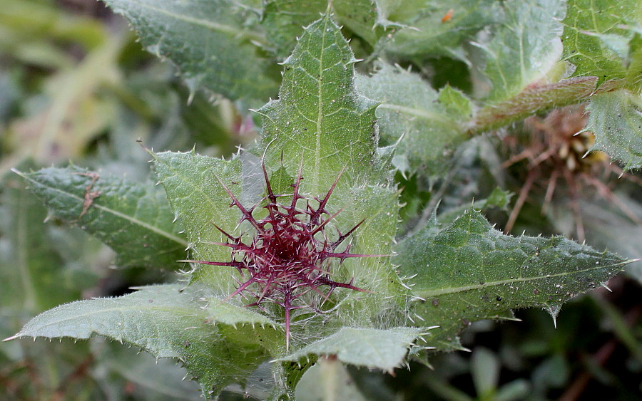 Изображение особи Centaurea benedicta.