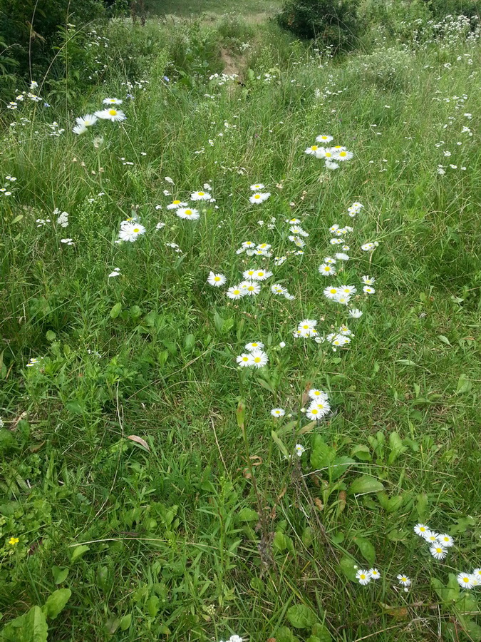 Image of Erigeron annuus specimen.