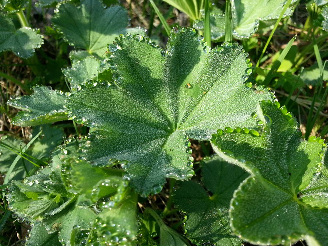 Изображение особи род Alchemilla.