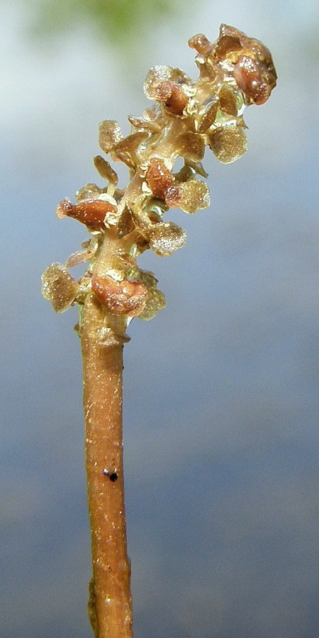 Image of Potamogeton compressus specimen.