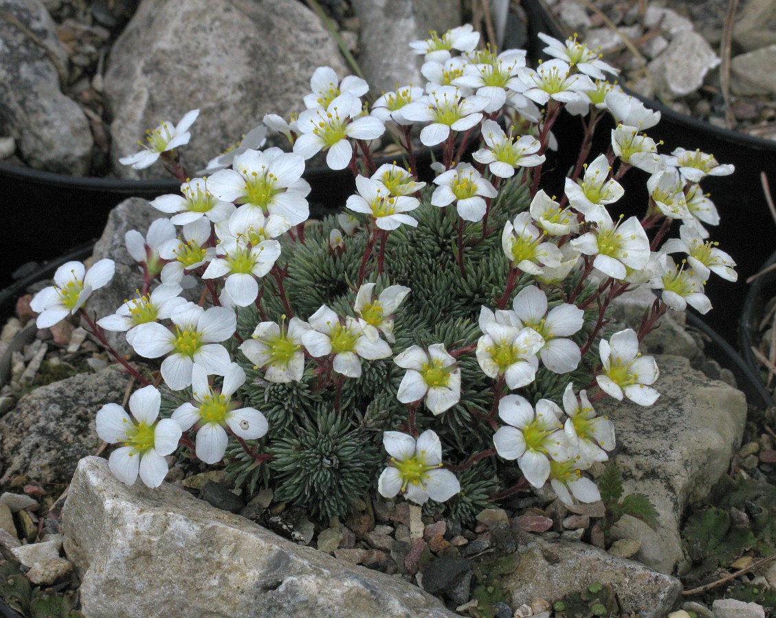 Изображение особи Saxifraga burseriana.