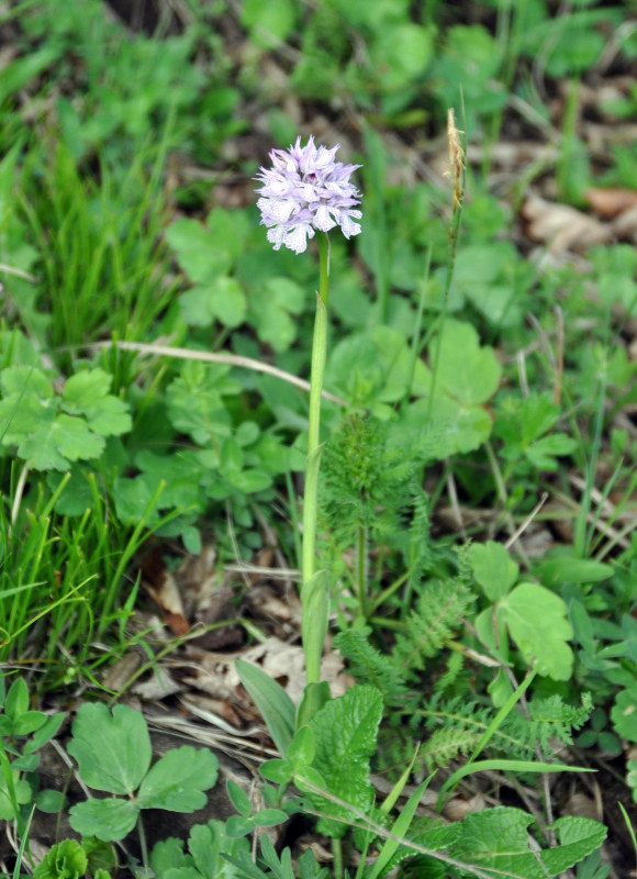 Image of Neotinea tridentata specimen.