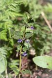 Glechoma hederacea