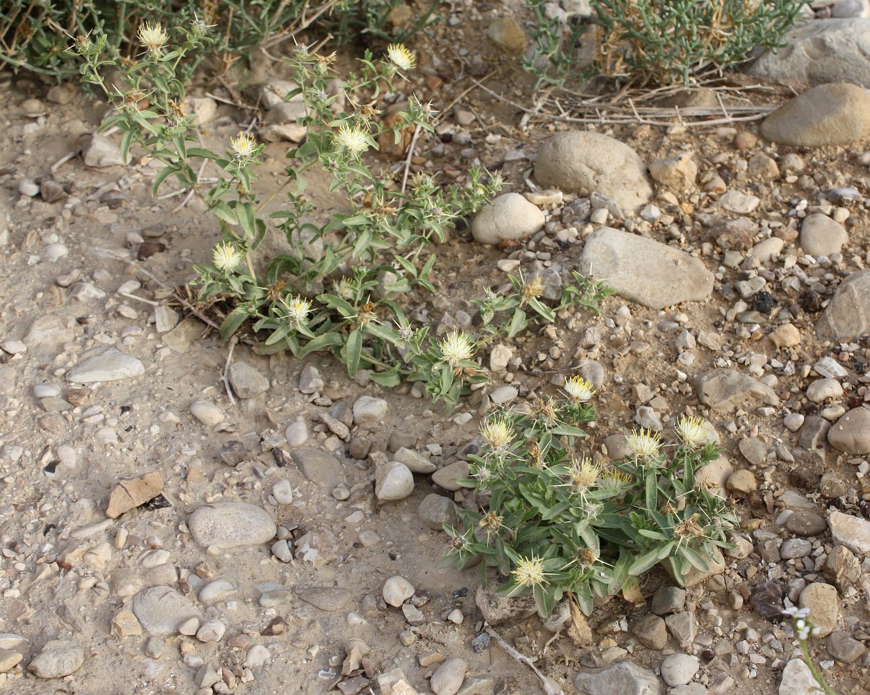 Image of Centaurea pallescens specimen.