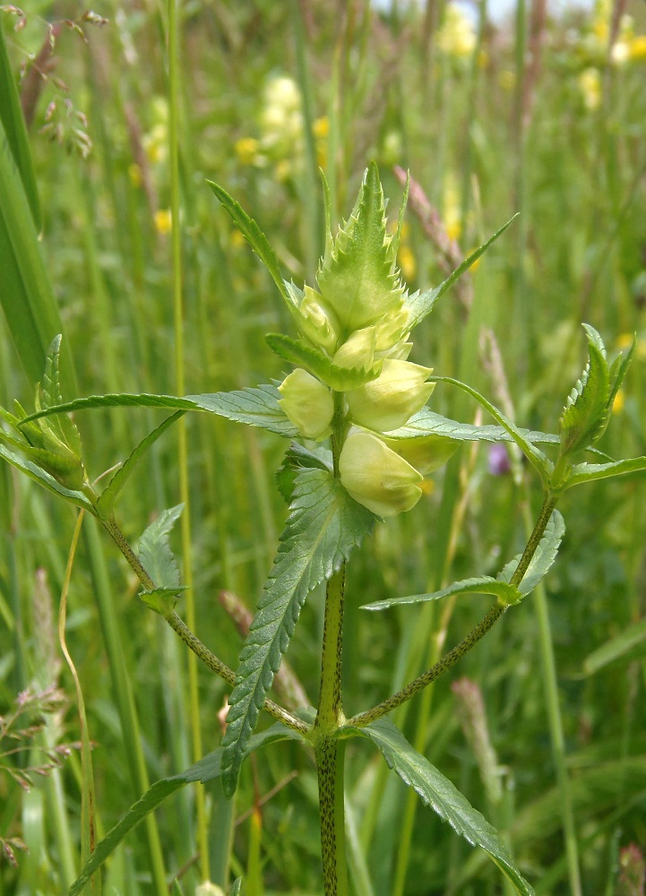 Изображение особи Rhinanthus vernalis.