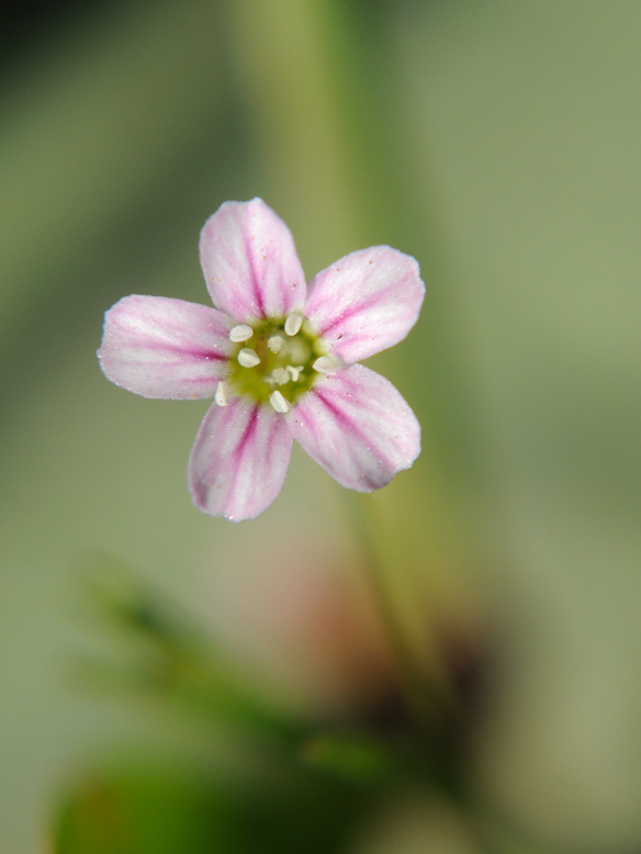 Изображение особи Psammophiliella muralis.