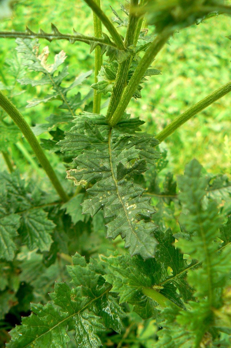 Image of Senecio analogus specimen.