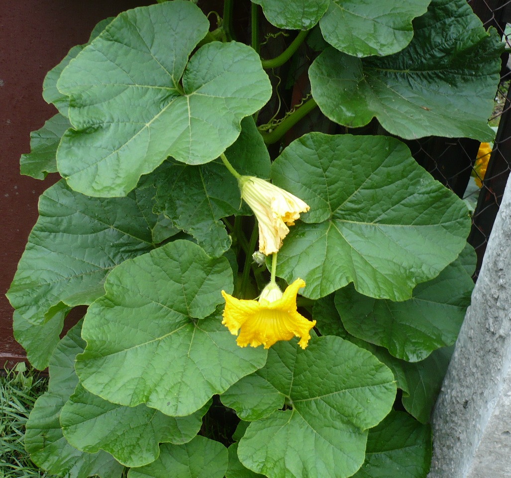 Image of Cucurbita maxima specimen.