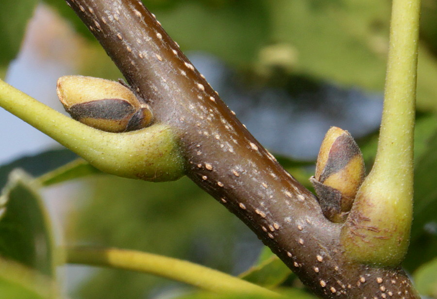 Image of Carya ovata specimen.