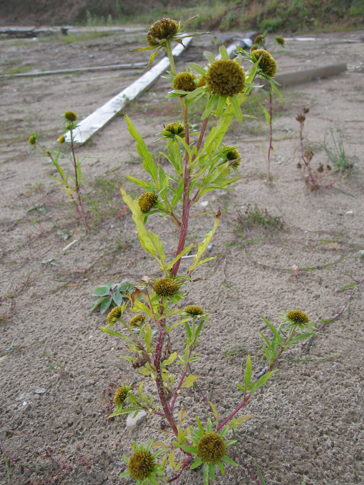 Image of Bidens radiata specimen.