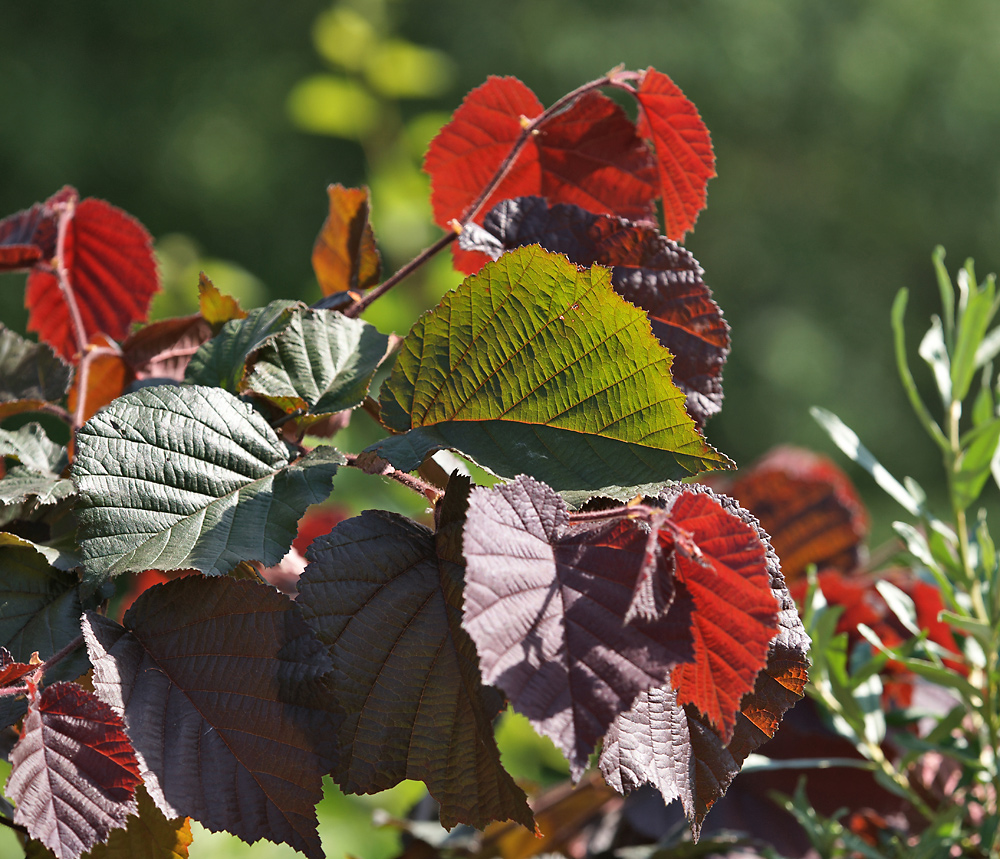 Изображение особи род Corylus.