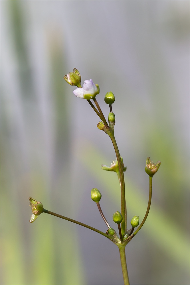 Image of Alisma plantago-aquatica specimen.