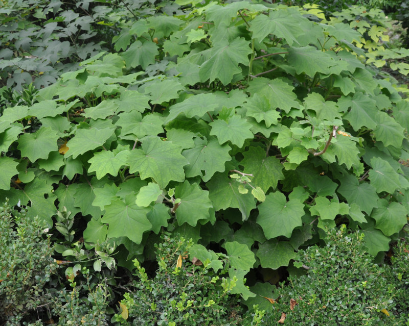 Image of Roldana petasitis specimen.