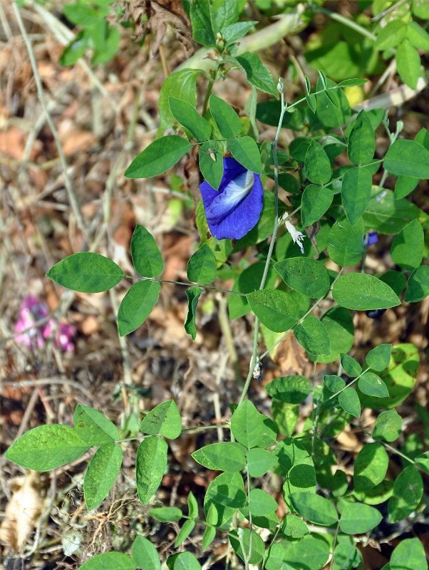 Изображение особи Clitoria ternatea.