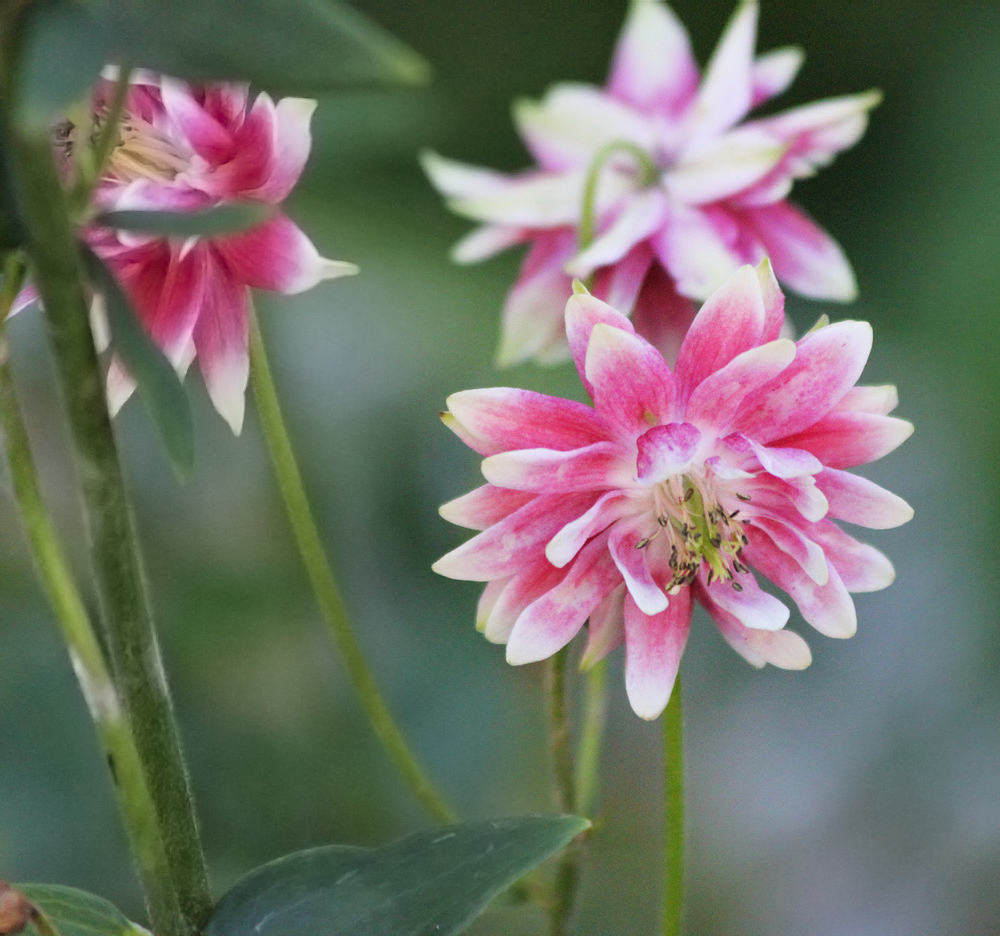 Image of Aquilegia vulgaris var. stellata specimen.