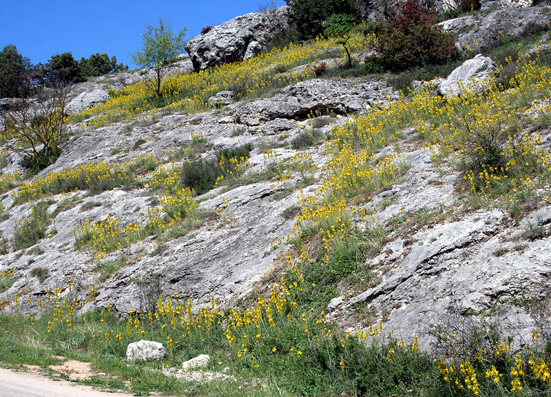 Изображение особи Asphodeline lutea.