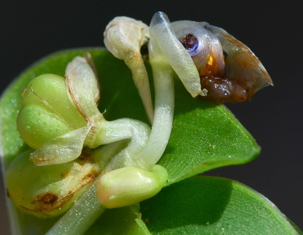 Image of Commelina erecta specimen.