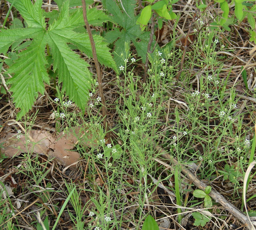 Изображение особи Thesium repens.