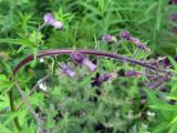 Aconitum septentrionale