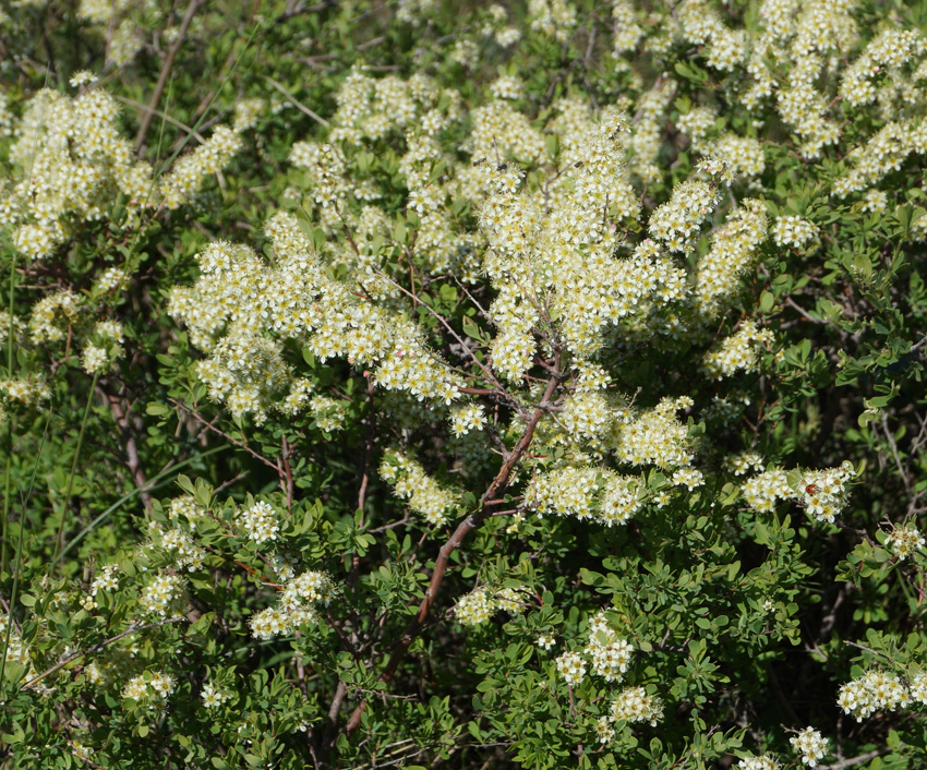 Image of Spiraea hypericifolia specimen.